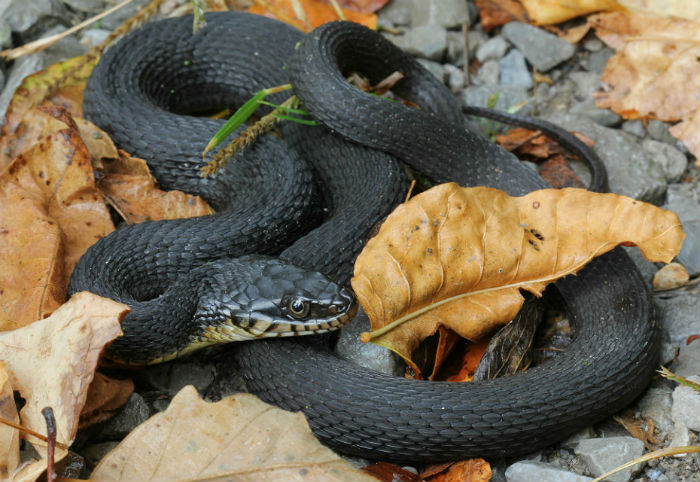 Yellowbelly Water Snake